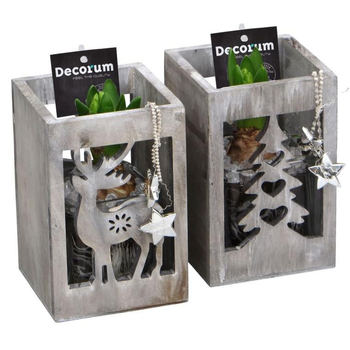 Visuel 1 du produit Jacinthe en pot déco de 10 cm