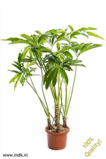 Visuel 1 du produit Philodendron Fun Bun. Le pot de Ø 32 x H 140 cm