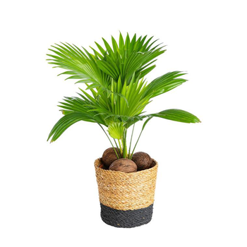 Visuel 1 du produit Livingstonia avec son cache pot en céramique H 60 x Ø 17 cm