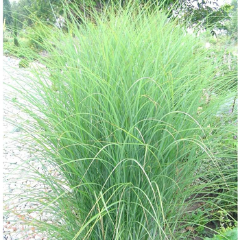 Visuel 1 du produit Miscanthus Sinensis Flamingo - Le pot de 2 litres