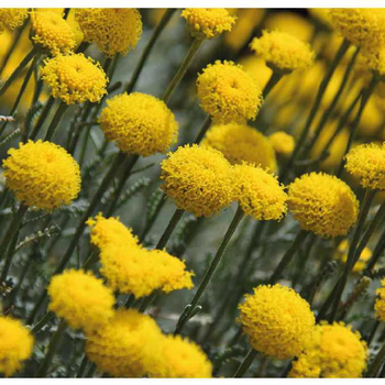 Visuel 1 du produit Santoline Dorée - Le pot de 9 x 9 cm