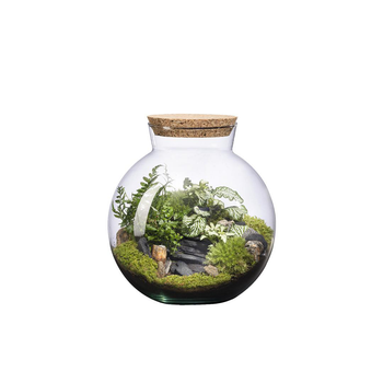Visuel 1 du produit Terrarium autonome Havana  Landscape botanic® - taille S