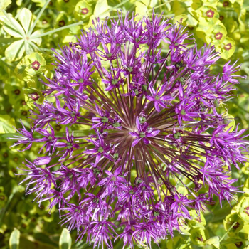 Visuel 1 du produit Ail d'ornement ou Allium Millenium rose. Le pot de 3 litres