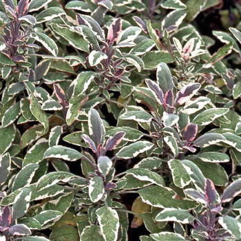 Visuel 1 du produit Sauge Officinale Pourpre Bio. Le pot de 2,5 litres