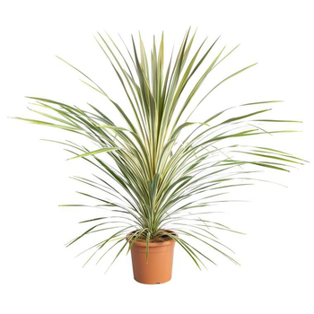 Visuel 1 du produit Cordyline Australis Torbay Dazzler en pot de 9 L jaune