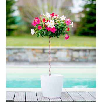 Visuel 1 du produit Dipladénia mini tige - Le pot de 4 litres