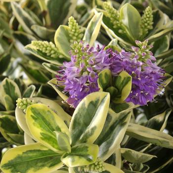 Visuel 1 du produit Véronique panachée - Le bac carré