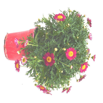 Visuel 1 du produit Anthémis - Le pot de 3 litres