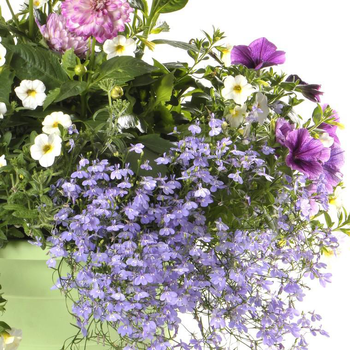 Visuel 1 du produit Composition de plantes de saison pour l'extérieur - La coupe de 25 cm