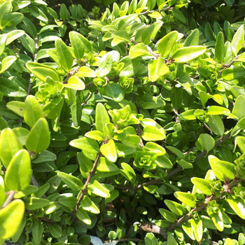 Visuel 1 du produit Lonicera Nitida ou Chèvrefeuille 20/30 cm en pot de 3 L