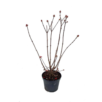 Visuel 1 du produit Viburnum Farreri (Viorne farreri) 40/50 en pot de 7 L vert