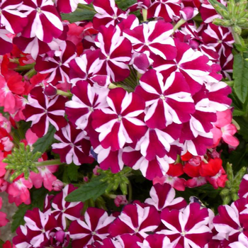 Visuel 1 du produit Verveine retombante - Le pot de 15 cm