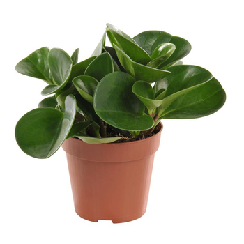 Visuel 1 du produit Peperomia en pot Ø 12cm