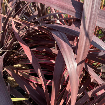 Visuel 1 du produit Cordyline Australis Purple Tower marron. Le pot de 10 litres