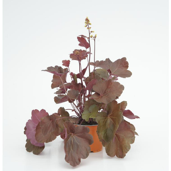 Visuel 1 du produit Heuchère Little Cutties - Le pot diam 12 cm