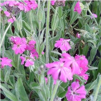 Visuel 1 du produit Lychnis - Le pot de 3 litres