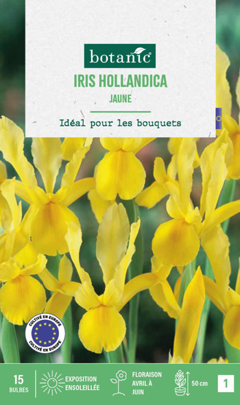 Visuel 1 du produit Iris hollande coloris jaune botanic® - 15 bulbes