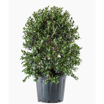 Visuel 1 du produit Myrtus Luma (Myrte du Chili) en pot de 30 L vert