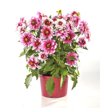 Visuel 2 du produit Dahlia nain. Le pot de 16/21 cm