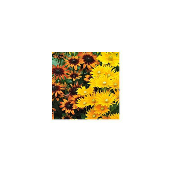 Visuel 1 du produit Rudbeckia Vivace - Le pot de 3 litres