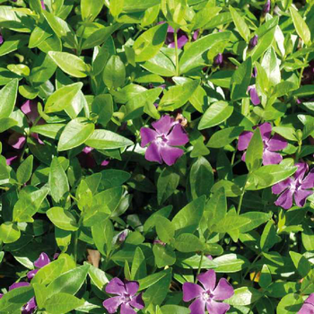 Visuel 1 du produit Petite pervenche - Le pot de 1 litre