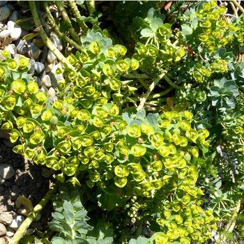 Visuel 1 du produit Euphorbe Myrsinites - Le pot de 10,5 cm