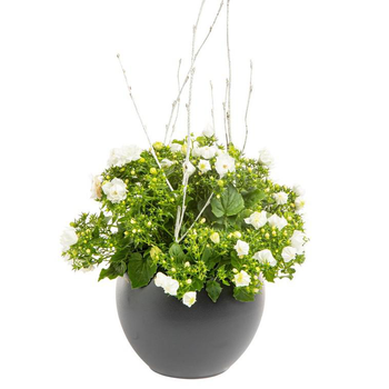 Visuel 1 du produit Composition de Noël campanule multicolore cache pot gris