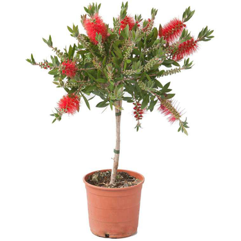 Visuel 1 du produit Callistemon tige - Le pot de 3 litres