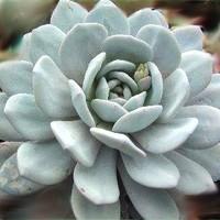 Visuel 1 du produit Echeveria mix. Le pot de Ø 8,5 cm