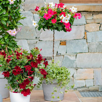 Visuel 1 du produit Dipladénia mini tige - Le pot de 4 litres