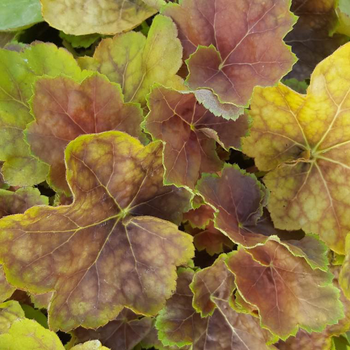 Visuel 1 du produit Heuchera 'Happy Easter'® - Le pot de 2 litres