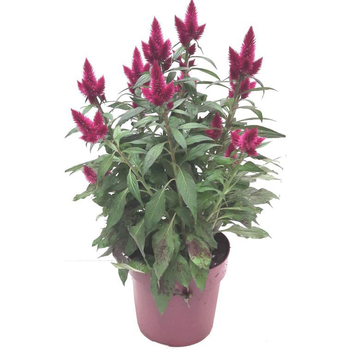 Visuel 1 du produit Célosie Venezuela Caracas - Le pot de 19 cm