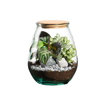 Visuel 1 du produit Terrarium autonome botanic® Darasa - Taille M Ø 19 cm H 23 cm