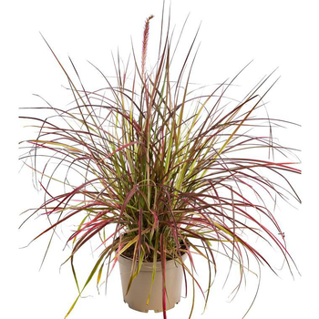 Visuel 1 du produit Pennisetum Fire Works - Le pot de 4 litres