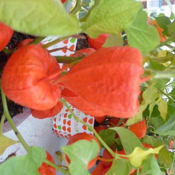 Visuel 1 du produit Physalis - La coupe de 23 cm