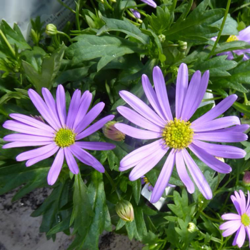 Visuel 1 du produit Brachycome ou Brachyscome à fleurs bleues - Le pot de 2 litres