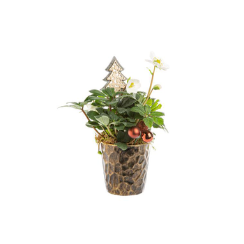 Visuel 1 du produit Hellebore Pot Relief Argent