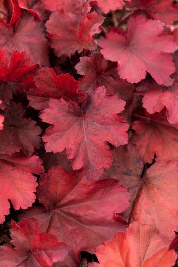 Visuel 1 du produit Heuchère ‘Cherry Cola’ - Le pot de 2 litres