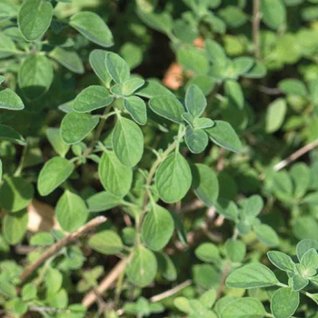 Visuel 1 du produit Marjolaine bio verte. Le pot de 1 litre