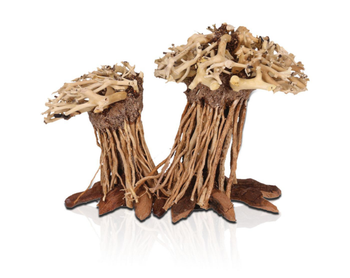 Visuel 1 du produit Décor pour aquarium coloris marron Aquavie Three Forêt Double PM - 12 x 12 x 15 cm