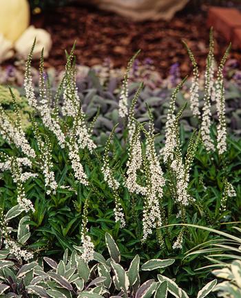 Visuel 1 du produit Lysimaque ‘Autumn Snow’ - Le pot de 2 litres