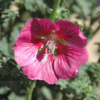 Visuel 1 du produit Anisodontea L Rouge. Le pot de 4 litres