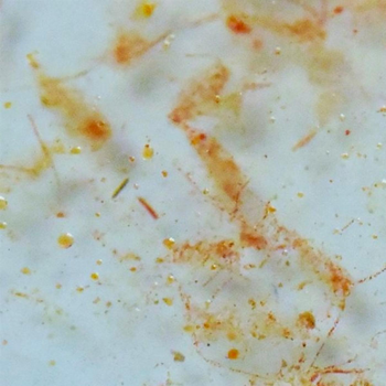 Visuel 1 du produit Nourriture océanique à base de plancton, FAUNA MARIN Ocean Plankton - 250ml