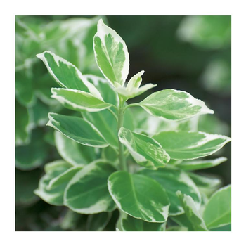 Visuel 1 du produit Fusain (EUONYMUS FORT. EMERALD GAIETY) Le pot de 10 litres