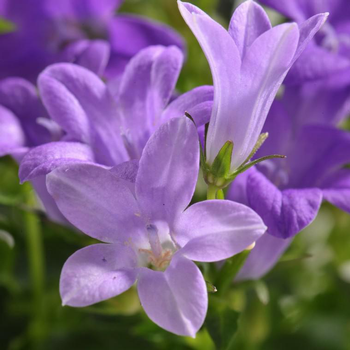 Visuel 1 du produit Campanule à fleurs bleues - Le pot de 0,5 litre