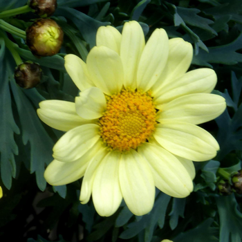 Visuel 1 du produit Anthemis Jaune. Le pot de 3 litres
