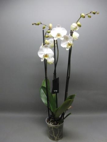 Visuel 1 du produit Orchidée Phalaénopsis 3 branches blanche botanic®. Le pot de Ø 12 x 50 cm