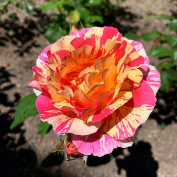 Visuel 1 du produit Rosier Claude Monet® Jacdesa coloris rose