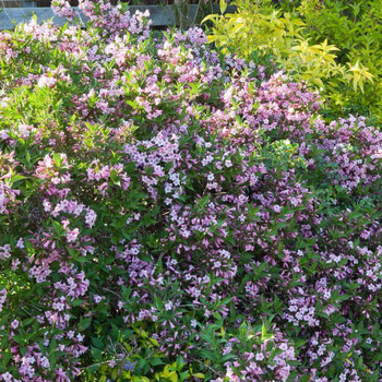 Visuel 1 du produit Weigelia Pink Poppet rose. Le pot de 4 litres