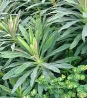 Visuel 1 du produit Euphorbia Martini Tiny Tim - Le pot de 3 litres